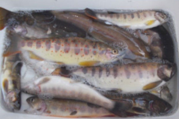 ぷーちゃんのつれづれ日記 18年05月