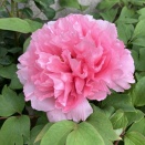 もう一つの牡丹、日菜の舞