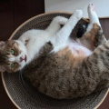 甲状腺亢進症
