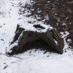 イモリ生活ε(´ー｀)з