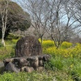 【観光'26】愛媛県内子町「四季の詩公園」30年の想いが紡ぐ500本の桜と3/29(日)さくらまつり‼️