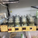 ワンラブ観賞魚部門の入荷情報ブログ！