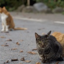 栗白のこと・後日談　20251219