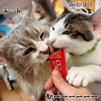 猫とお酒と日々のこと