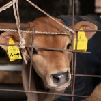 圧力鍋で　時短！簡単！うちごはん♪