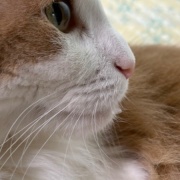 「お顔にお水がついていますよ」と猫に言ったら・・・