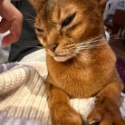 冬場、猫の耳が冷たくなるので温める