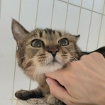 みにみゅう　猫の飼い主さん募集中　