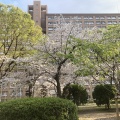 桜、桜、桜🌸そして富士山🗻