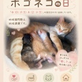 【保護猫の日】