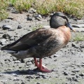 2026年6月16日の野鳥公園