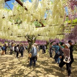 『2025.5 和気町藤公園 「藤まつり❷」 岡山県和気郡和気町』の画像