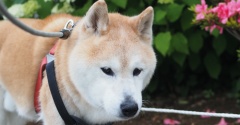 昨日の散歩♪
