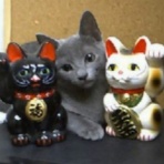 猫だらけ