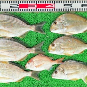 2026年4月22日　釣果