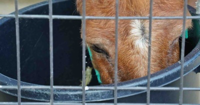 【大阪】天王寺動物園＊園内ぶらぶら（2026/08）