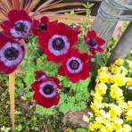 open_heart_shinkoのblog