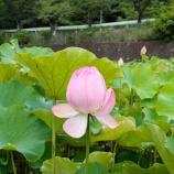 『見頃を迎えている蓮の池。中部大学のすぐ近く（春日井市大泉寺町）』の画像