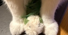 ◎日曜のにゃんこ539◎