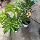 エバーフレッシュ入荷　南坊園一宮市
