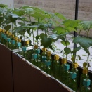 レモンバーム＆オクラの水耕栽培 10週目