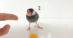 ぶんぶんぶん
