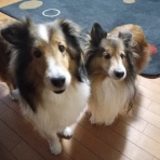 ボルゾイな生活