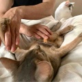 それぞれのスリッカーブラシ　ジャミちゃん編