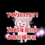 『下がり続けてる？！2025年最初のお花相場情報』の画像
