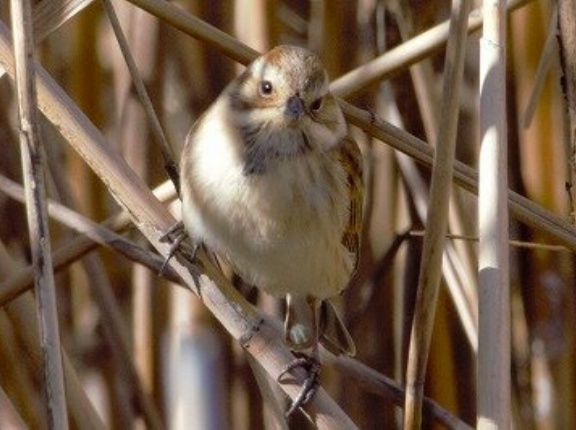 2024年1月25日の野鳥公園