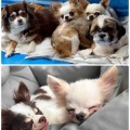 HOMECOMING PARK & SHINAGAWA URBAN Pet Life譲渡会 ご支援品のご紹介♪