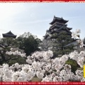 京都伏見城の桜満開前のお花見(2)／花前カレン