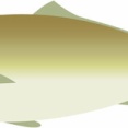 【画像】知らないおっさんからたくさん魚もらったｗｗｗｗｗｗｗｗｗｗｗｗｗｗｗｗ