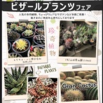 ビザールプランツフェアへ(2026年2月28日)