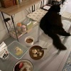 【ご飯&猫日記】お仕事デー・猫さま新入りクロたん・スイスチョコ