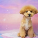 イムアちゃん