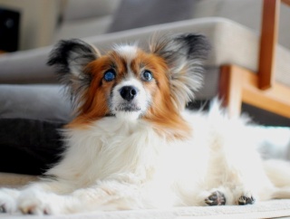 連休初日、飼い犬に手を噛まれる