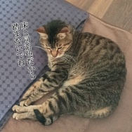入り浸りポンちゃん。と、土星の波石つくりました。