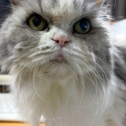 猫が寒いかどうかは猫の耳で確認します
