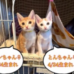 募集猫たち