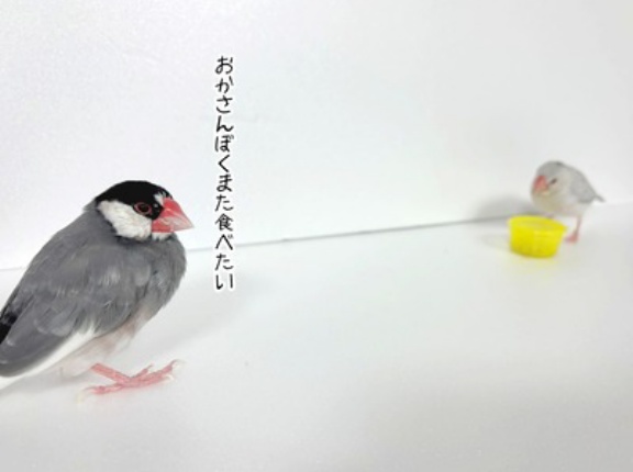 ジルたんの誓い