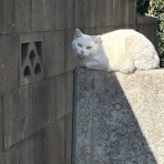 茨城県ひたちなか市伊藤医院 皮膚科・美容皮膚科のblog