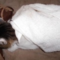 猫に小判を与えたら。 埋蔵金：千八百六拾両　えぇ～から拭かせろぉっ！