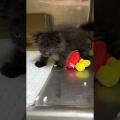 雫くん🆚アンパンマン