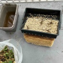 シカクマメの撤去作業