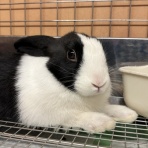 うさぎブログ　うさぎのしっぽ公式ブログ「日々しっぽ」