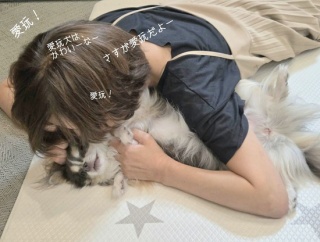 愛玩犬チワワ。飼い主が、調子に乗った結末。