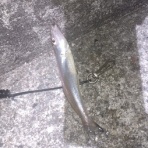 ナベさんの投げ釣り