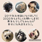 わんにゃん保護のおうち