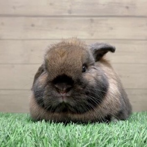 数量限定！「うさぎの七草 やさいミックス」 : うさぎブログ うさぎの